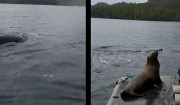 Video. León marino sube a bote para escapar de ballenas asesinas