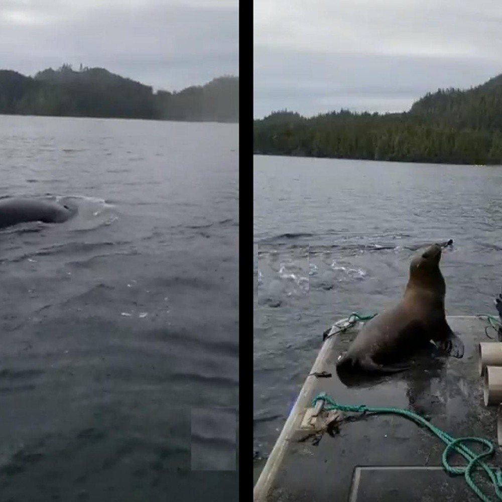 Video. León marino sube a bote para escapar de ballenas asesinas