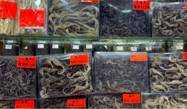 translated from Spanish: Keys to understanding seahorse trafficking from Mexico to China