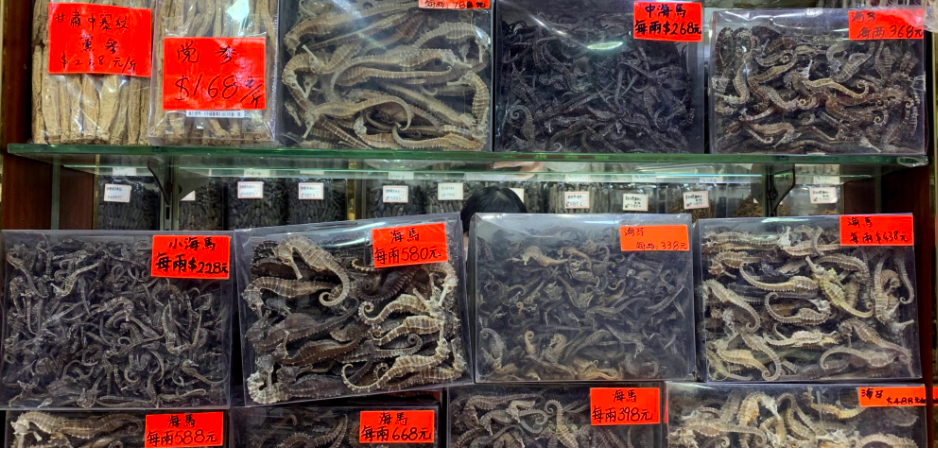 Keys to understanding seahorse trafficking from Mexico to China