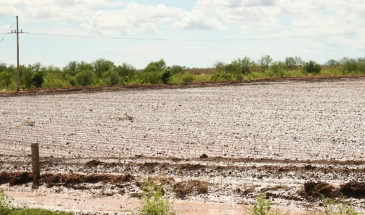 ¡3 mil 20 hectáreas! Cultivos resultaron dañados por “Pamela” en el Valle del Fuerte, Sinaloa