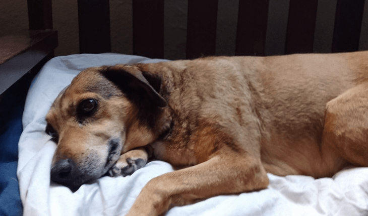 Buscan a su familia o que la adopten: encontraron una perra sana y cuidada pero está muy triste
