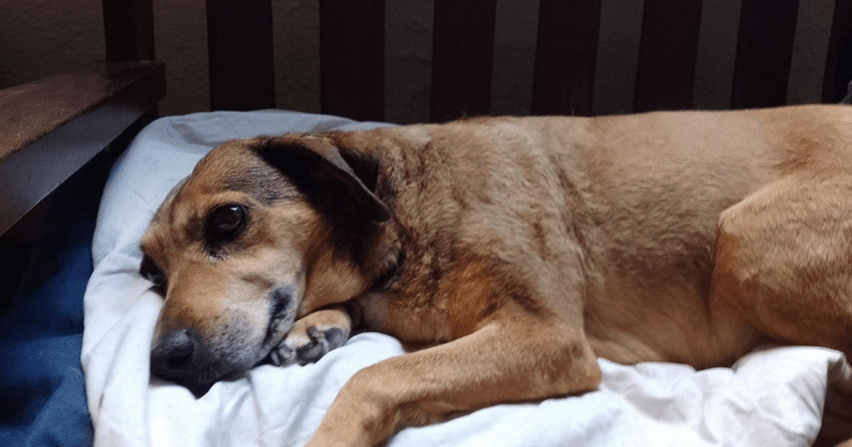 Buscan a su familia o que la adopten: encontraron una perra sana y cuidada pero está muy triste