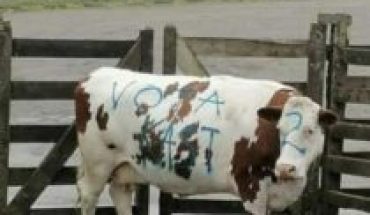 Foundation files lawsuit for striped cow with slogans in favor of J.A. Kast