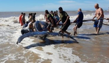 Impresionante maniobra para rescatar a una ballena encallada