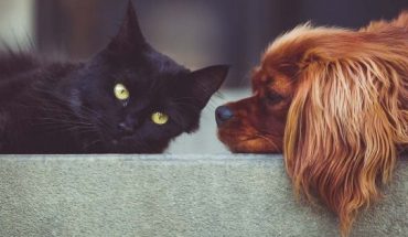 Prohiben la venta de perros y gatos en tiendas de mascotas en Francia