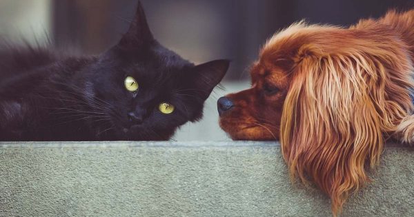 Prohiben la venta de perros y gatos en tiendas de mascotas en Francia