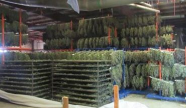 Seizes 250 tons of illegal marijuana in Oregon, USA