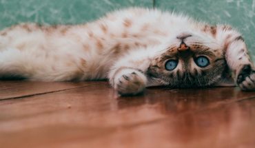 Study: All domestic cats are likely to have psychopathic traits