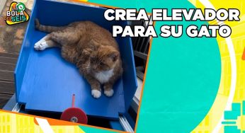 Video: Gatito tiene su propio elevador | La Bola del 6