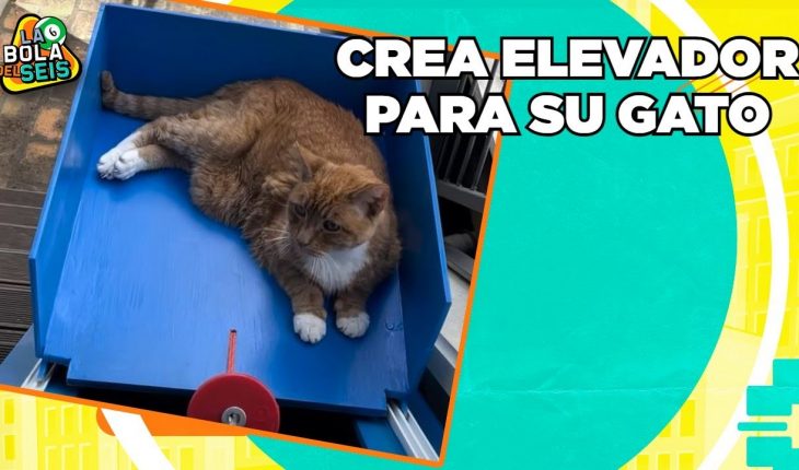 Video: Gatito tiene su propio elevador | La Bola del 6