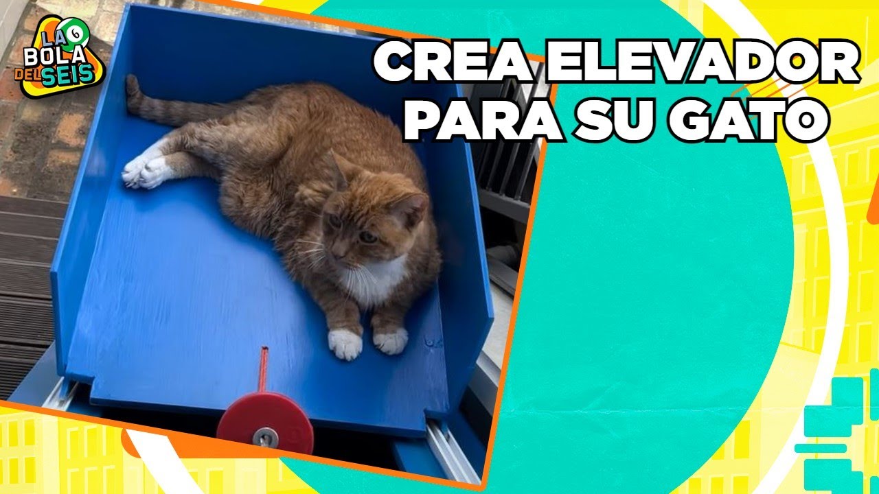 Gatito tiene su propio elevador | La Bola del 6