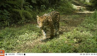 ¿Qué se está haciendo en Latinoamérica para salvar al jaguar?