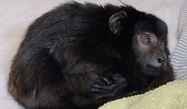 This is how Coco is today, the carayá monkey rescued from a clandestine party