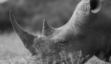 Cazadores furtivos matan a 24 rinocerontes en dos semanas en Sudáfrica