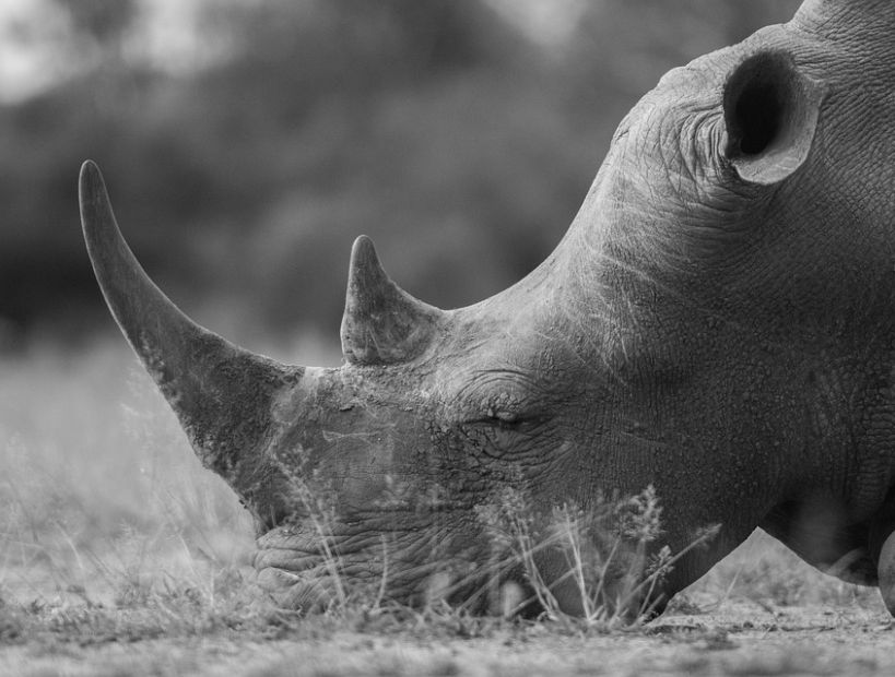 Cazadores furtivos matan a 24 rinocerontes en dos semanas en Sudáfrica
