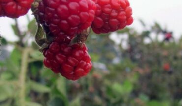 Cierra Jalisco con 50% de las exportaciones de frutos rojos
