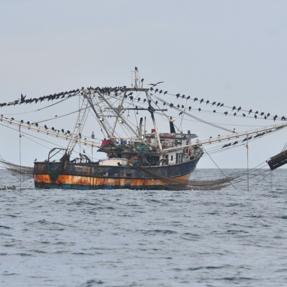 Destinan 201 millones de pesos al sector pesquero en Sinaloa