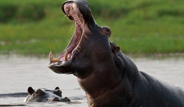 Dos hipopótamos de un zoológico de Bélgica contrajeron coronavirus