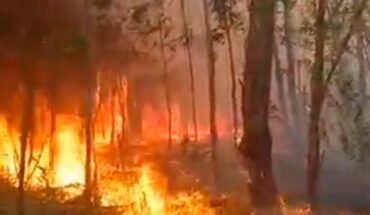 Feroz incendio en el Parque Pereyra Iraola afectó unas 80 hectáreas