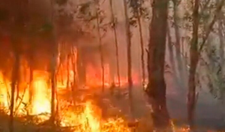 Feroz incendio en el Parque Pereyra Iraola afectó unas 80 hectáreas