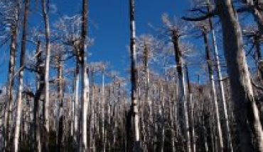 Incendios de mayor magnitud, sequía e invasión de pinos ponen en peligro la sobrevivencia de nuestros bosques