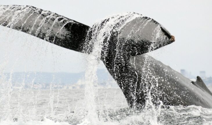 Llegan las ballenas a las costas de Mazatlán
