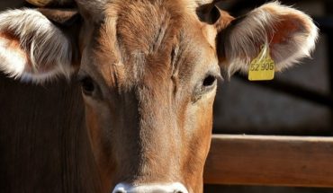 Man in India sues his cows for not producing milk