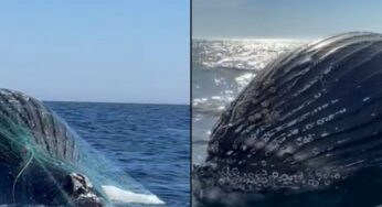 Reportan ballena atrapada en redes de pesca en bahía de Altata, Navolato