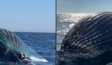 Reportan ballena atrapada en redes de pesca en bahía de Altata, Navolato