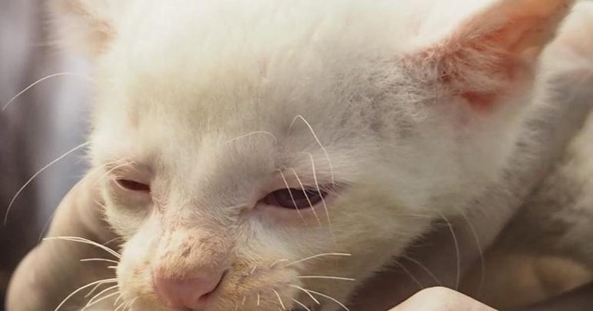 Rescatan un cachorro albino de jaguarundi en Colombia