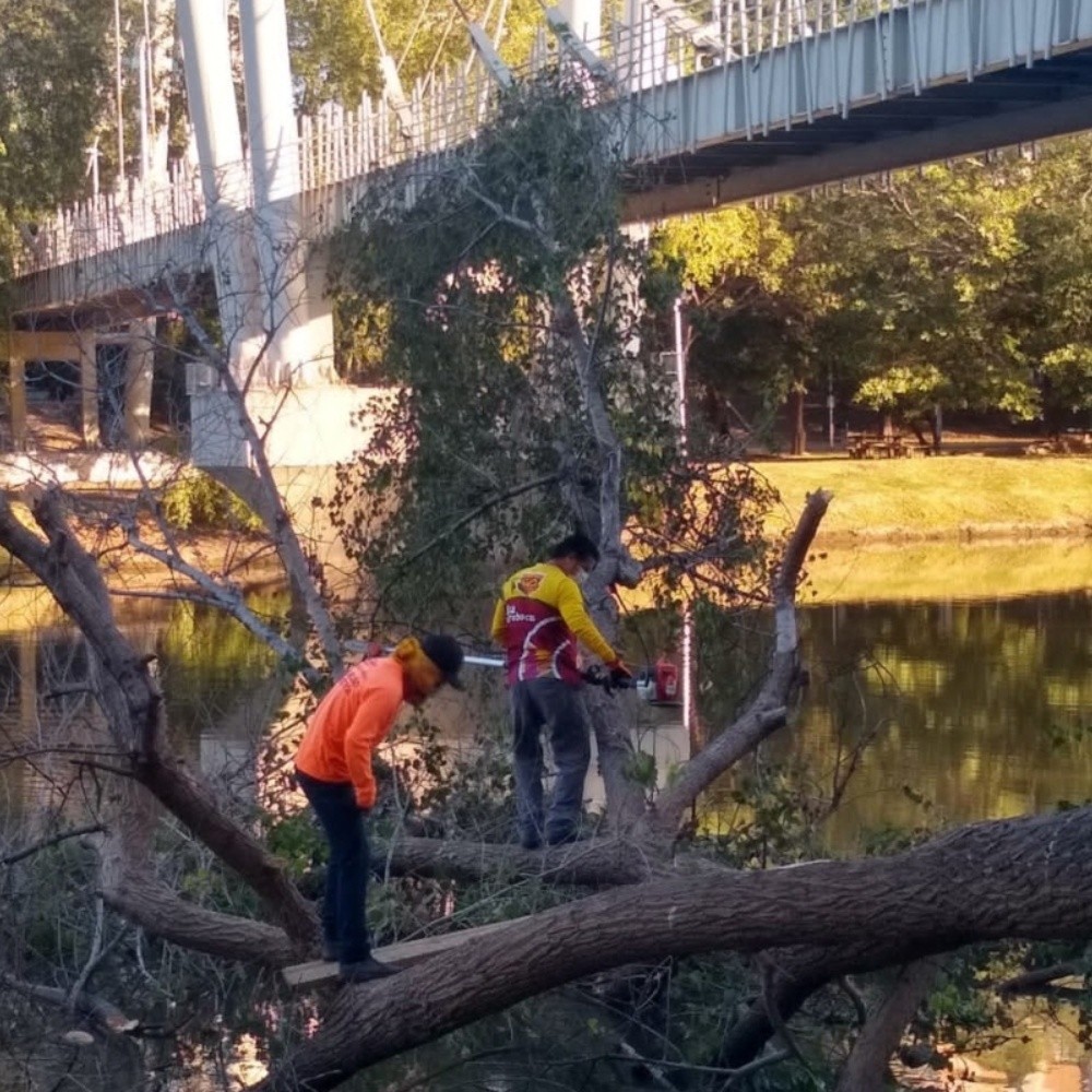 Retiran dos árboles derribados en el Parque Las Riberas de Culiacán