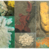 Scientific finding: new species of marine sponge found