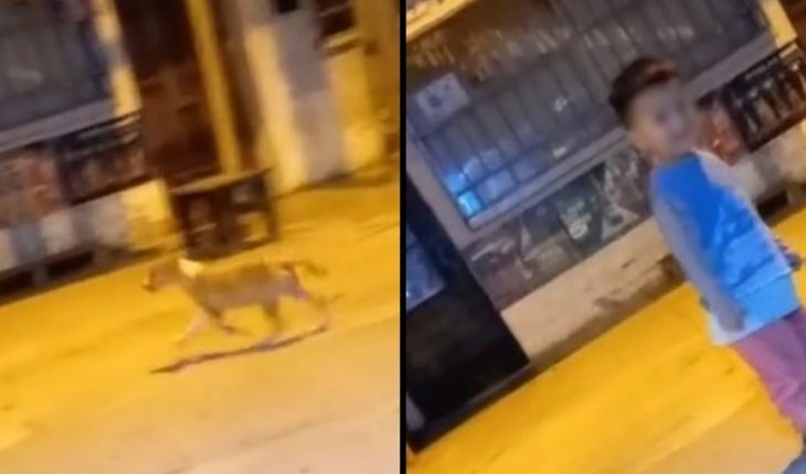 VIDEO. Niño llora desconsolado por perrito de la calle y logra que su familia lo adopte