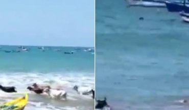 Vacas se meten a nadar al mar y el video se vuelve viral