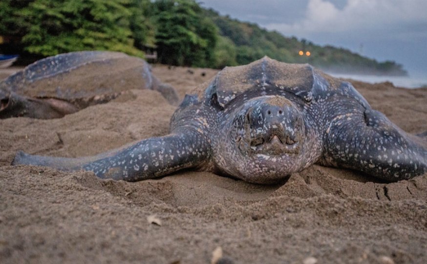 Will turtles be able to navigate among the threats of humans?