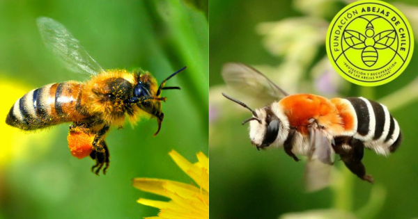 ¿Cómo ayudar y diferenciar a la abeja nativa?