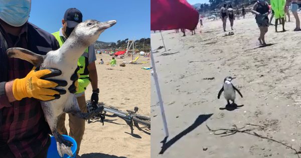 ¿Cómo está? Rescatan a tierno pingüino en playa de Maitencillo