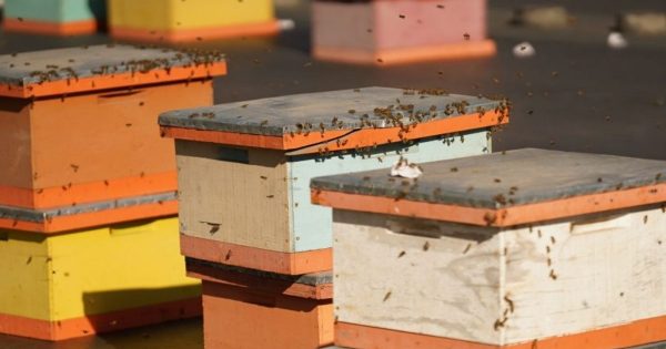Apicultores protestan en La Moneda con colmenas de abejas
