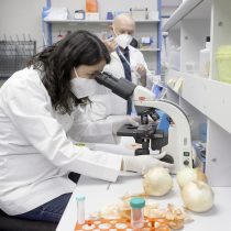 Chilean researchers discover in the peel of the onion the most powerful antioxidant known so far