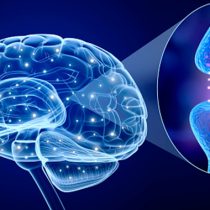 Chilean scientist studies pathologies to achieve brain rejuvenation