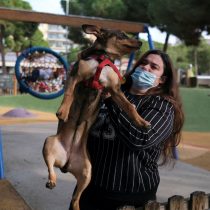 España: bienestar de las mascotas se considerará en los divorcios