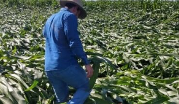 Los daños en los cultivos de maíz