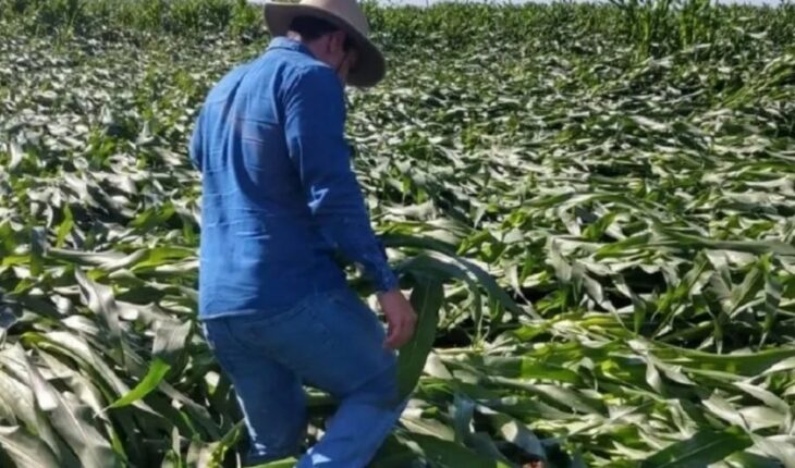 Los daños en los cultivos de maíz