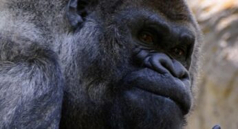 Muere Ozzie, el gorila macho más viejo del mundo