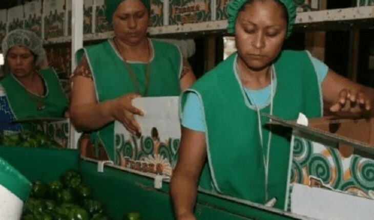 Por iniciar temporada alta de empleo en el agro en norte de Sinaloa