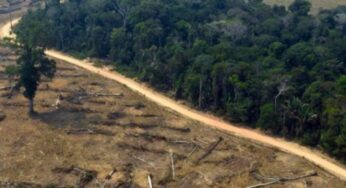 Profepa disminuye inspecciones por deforestación en Jalisco