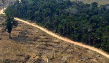 Profepa disminuye inspecciones por deforestación en Jalisco