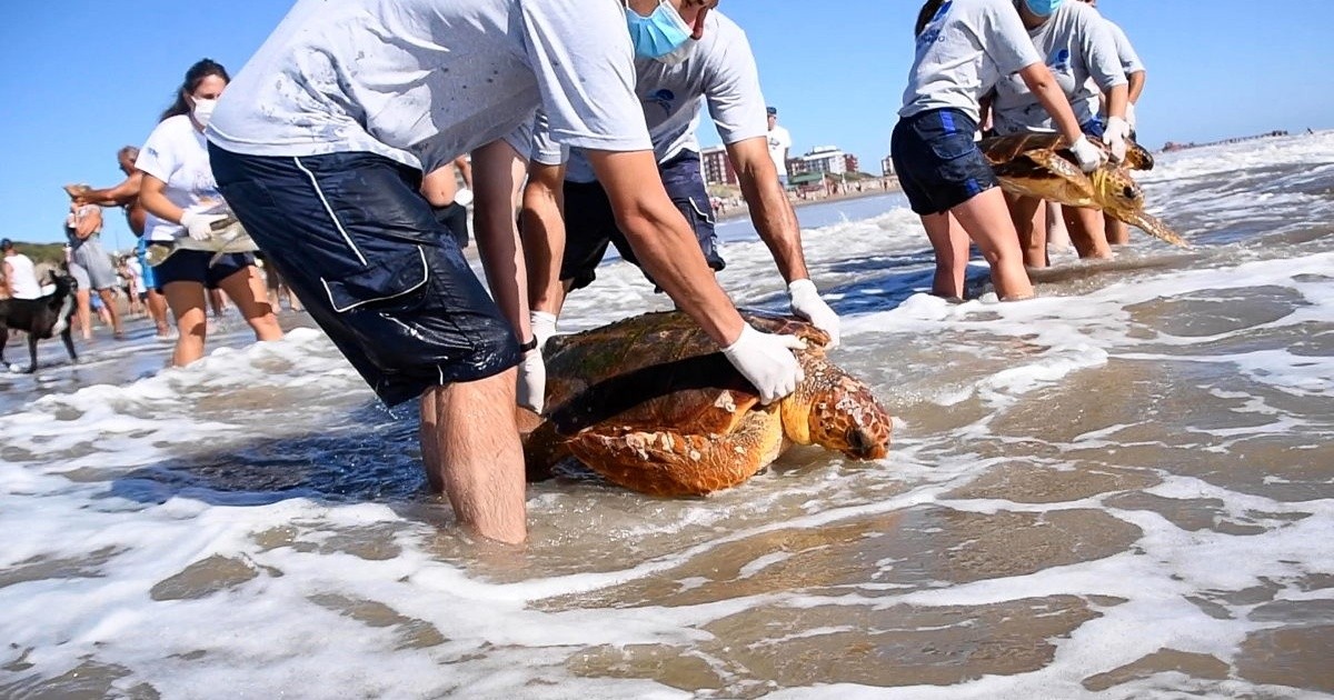 Seis tortugas marinas regresaron al mar