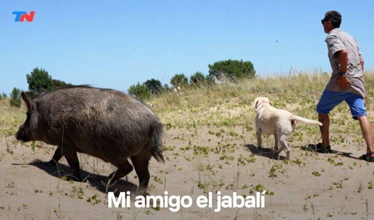 Video: La historia de Gervasio, el jabalí que se cree perro